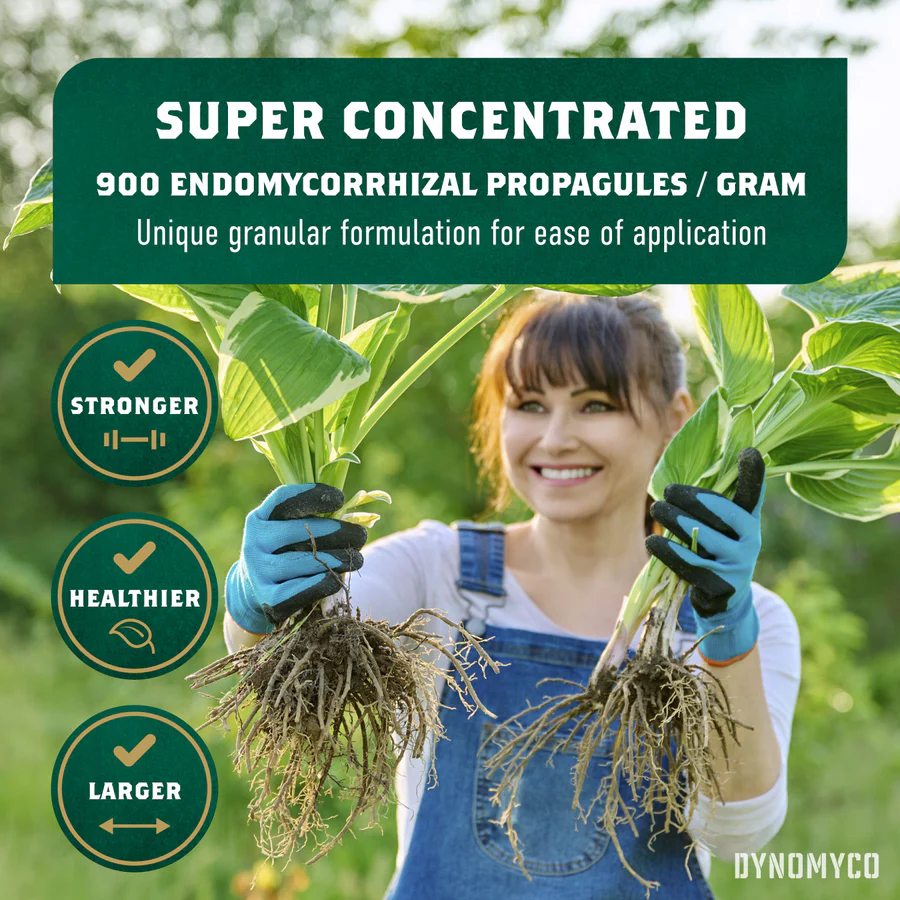 Dynomyco-Superconcentrated-2