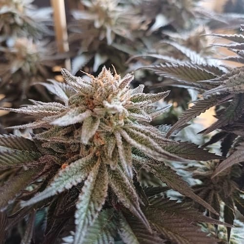 banana-blizzard-2