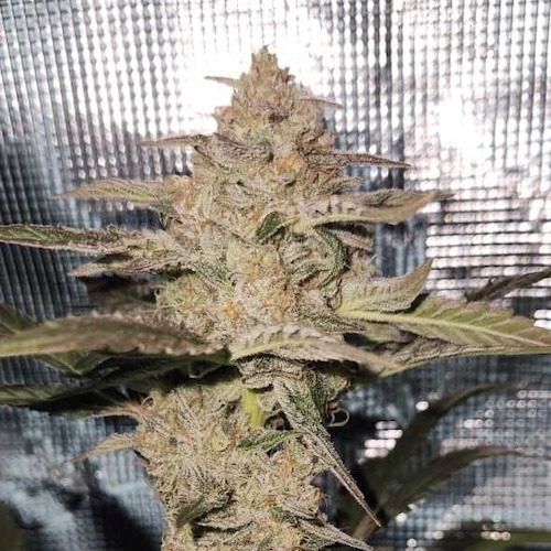 smiley-seeds-happy-dough-auto
