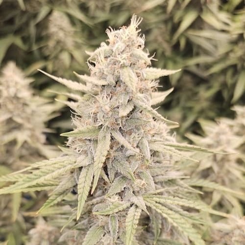 ss-cotton-frost-auto