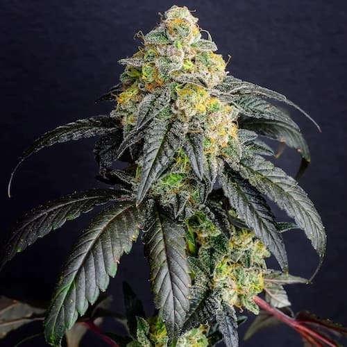 ss-gorilla-cake