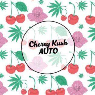 1753471082-cherry-kush-auto-2-2